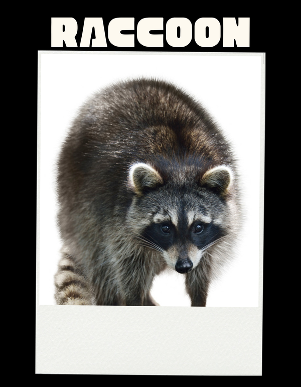 Raccoon Coloring Book Art Tee