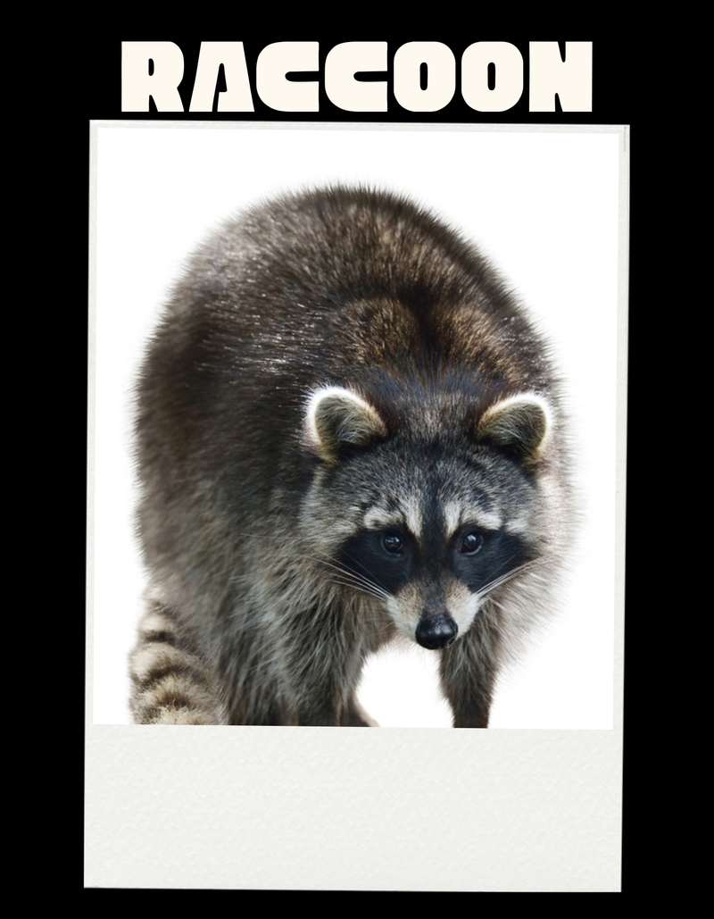 Raccoon Coloring Book Art Tee